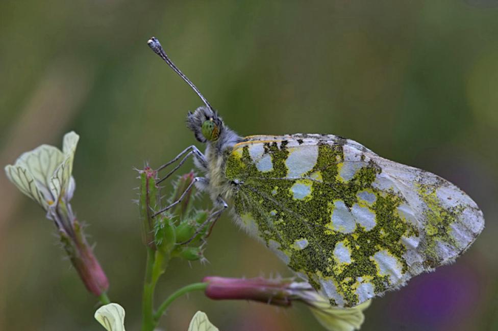 Blanca meridional (Euchloe crameri)